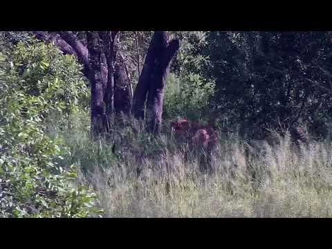 Djuma: Impalas in the shade - 08:27 - 01/19/22