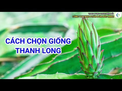 CÁCH CHỌN GIỐNG THANH LONG | Bảo Minh FE