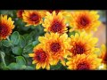 Flowers and Music-Chrysanthemum-Хризантемы 