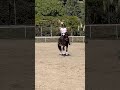 Cheval de sport