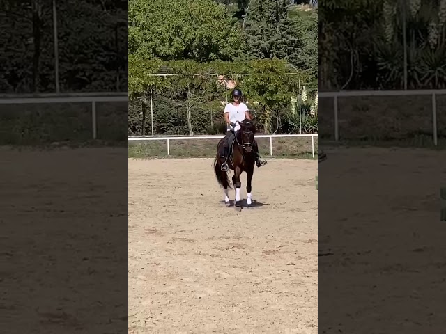 Cheval de sport