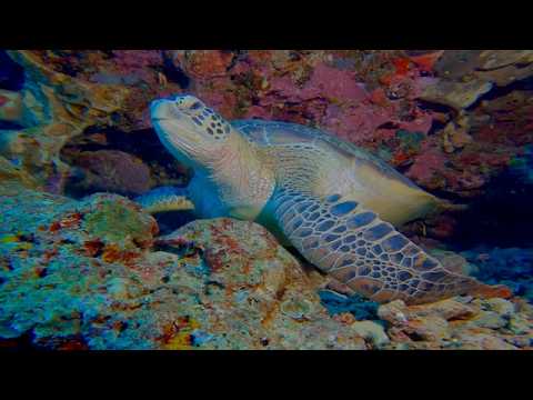 21Sea Turtles - scuba diving video