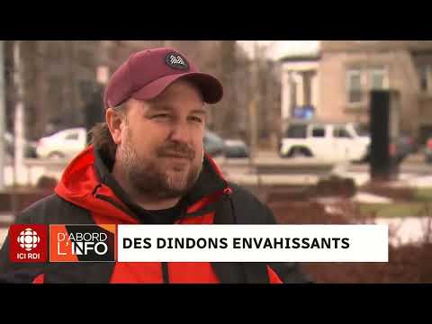 C'est l'invasion des dindons à Rosemont!