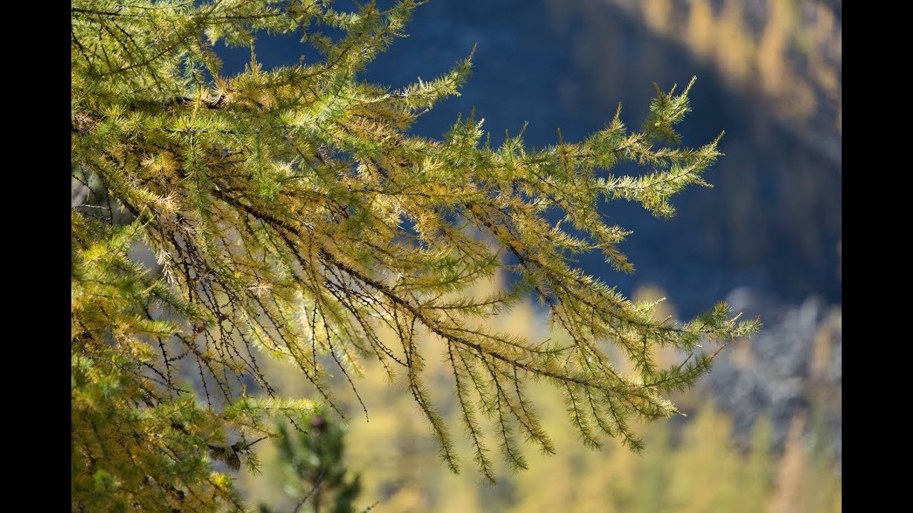 АЛТАЙ. Шавлинские озёра. Река Чуя. Курайский хребет.