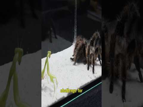 1 MANTIS VS 3 DANGEROUS ENEMIES #animals #facts #insects