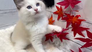 ラグドールの動画01