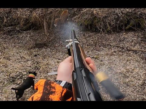 Baujagd, Fuchsjagd, Fox Hunting Teil 3/3