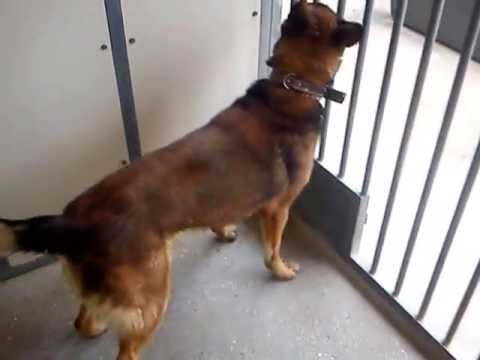 Stupid Dummy Funny Silly Dog