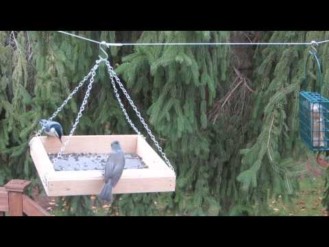 titmice at feeder