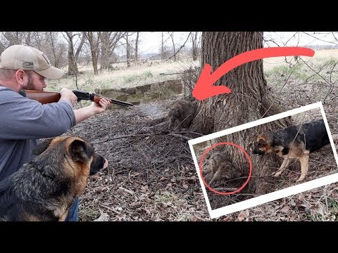 **Raccoon Catch Clean Cook** My First Time