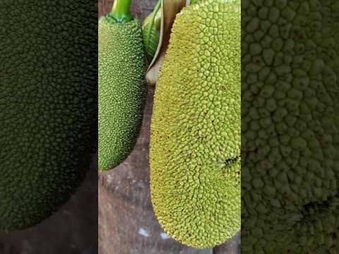Pé de Jaca do Parque Municipal dos Lagos Lêda Campos Borges em Frutal-Minas Gerais