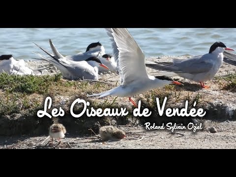 Oiseaux de Vendée - Roland Sylvain OZIEL - Vidéaste animalier en Vendée Oiseaux de Vendée
