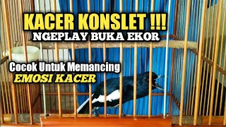 Download lagu Kacer Konslet Ngeplay Buka Ekor Cocok Untuk Memancing Emosi Kacer Anda mp3 Download lagu Kacer Konslet Ngeplay Buka Ekor Cocok Untuk Memancing Emosi Kacer Anda mp3