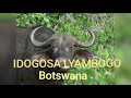 IDOGOSA LYAMBOGO Bostwana By N Recods
