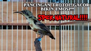 Download lagu PANCINGAN KONIN TROTOL GACOR!!!! mp3