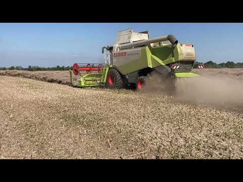 Rapsernte 2023 - alles andere als normal