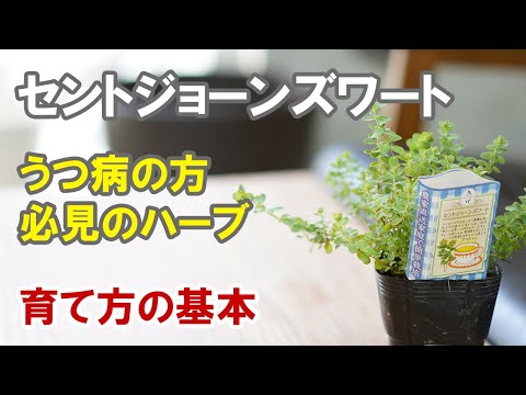 大輪のセントジョーンズワート、ムクゲ、オトギリソウ