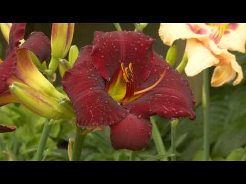 The Best Easy-Care Perennial Flowers