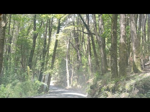 Palguin Alto hacia Salto de la China #pucón #araucania #verano #vacaciones 