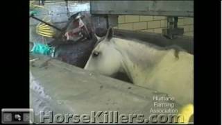 Rodeo Horses Slaughtered for Profit (Graphic)