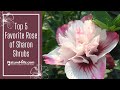 Top 5 Favorite Rose of Sharon Shrubs | NatureHills.com