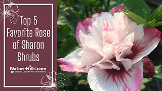 Top 5 Favorite Rose of Sharon Shrubs | NatureHills.com
