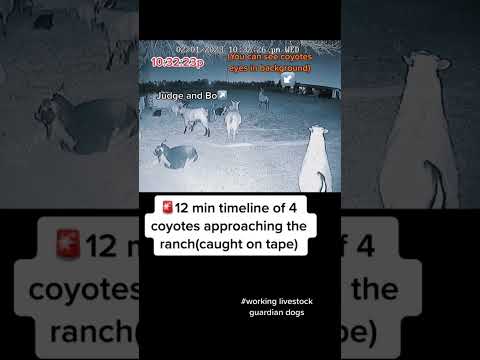 Timeline of coyotes approaching the ranch & our livestock guardian dogs response