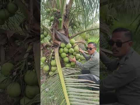 Kelapa Genjah Hijau Terbaik