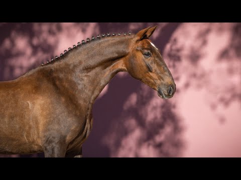 **SOLD** Handsome and talented 5yo chestnut gelding  (REF#828)