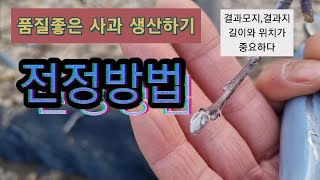 사과 크기 와 사과 맛은 이것으로 결정 됩니다