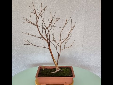 Birke drahten und umtopfen