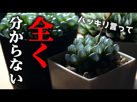 園芸 ハオルチアモズク