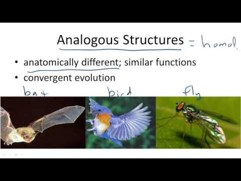 image-What are examples of an analogous structures?