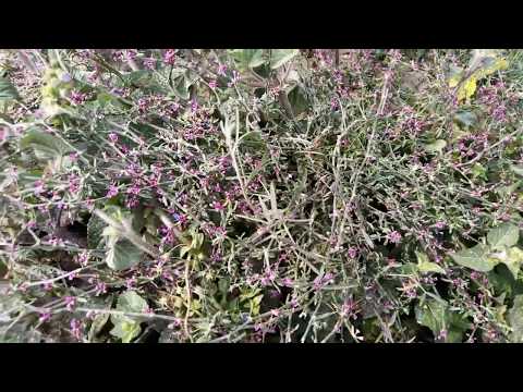 Beautiful Nature Beauty in india by LAVKUSH YADAV VLOGS