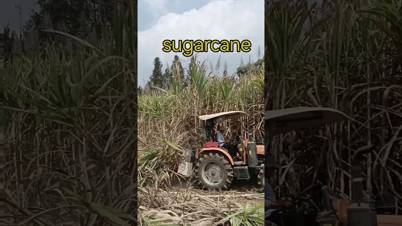 High Capacity Single Row Tractor Mounted Sugarcane Harvester 70HP Power