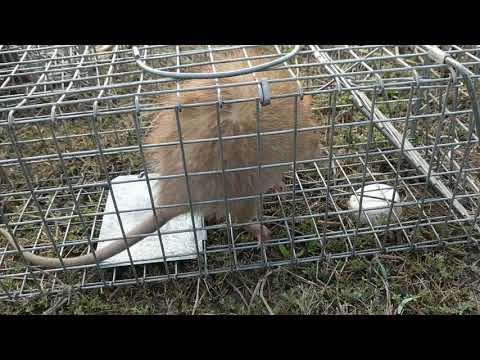 Catch Huge  Rat with strange color (Bandicota indica)