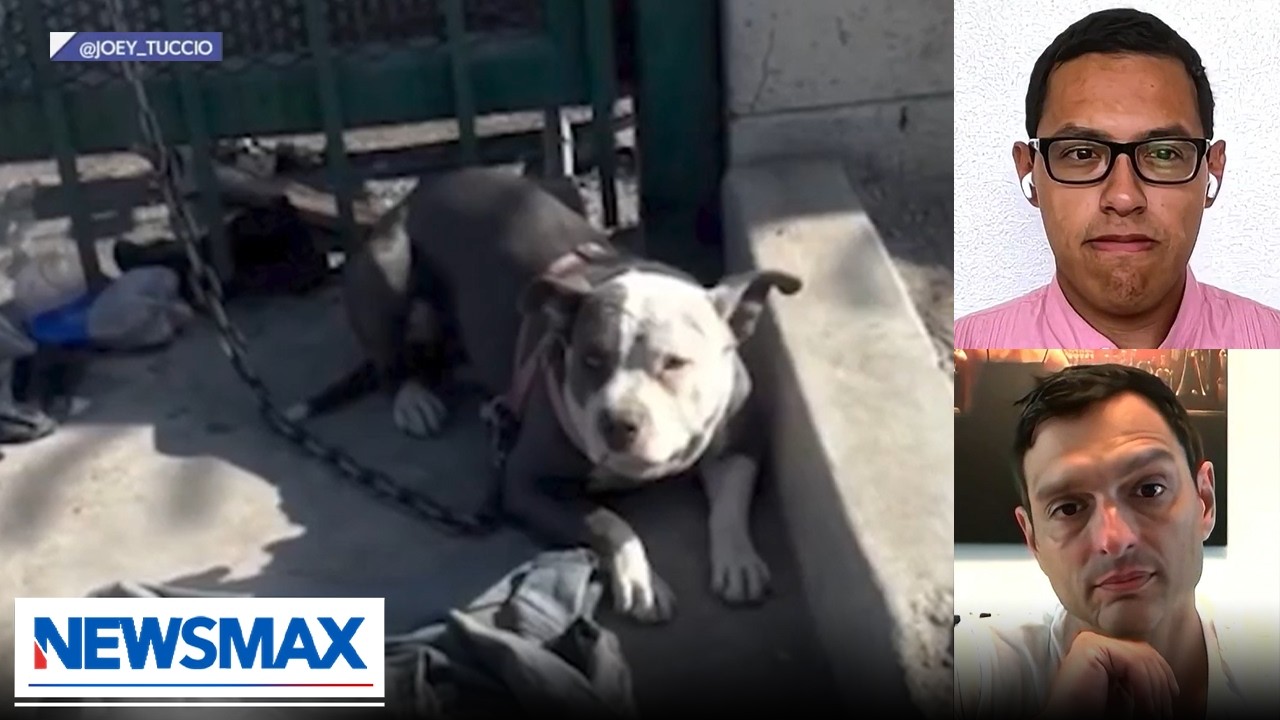 Dogs are overdosing in Los Angeles' Skid Row | Finnerty