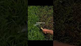 Download lagu 🔴Story Wa - Kata Kata Jawa Motivasi Viral Terbaru Tiktok Episode 622 #liriklagujawa #storywaterbaru mp3