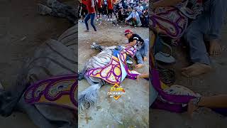 Download lagu kuda renggong zebra minta saweran #shorts #kudarenggong #kudahias mp3 Download lagu kuda renggong zebra minta saweran #shorts #kudarenggong #kudahias mp3