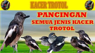 Download lagu PANCINGAN SEMUA JENIS KACER TROTOL ,ANAKAN KACER,MANDIRI mp3