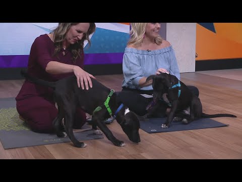 Puppy Yoga at 360 Chicago - YouTube