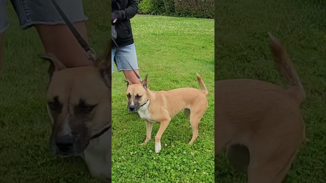 Enlarge Sage, a other mixed breed in Seattle, WA video 6/6