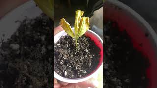 Cloning cannabis from a leaf .did this as a experiment by putting it in water till it rooted