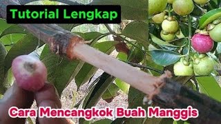 Download lagu How to Grow a Mangosteen Tree by Grafting a Mangosteen Tree for a Fast and Abundant Fruiting Period mp3 Download lagu How to Grow a Mangosteen Tree by Grafting a Mangosteen Tree for a Fast and Abundant Fruiting Period mp3