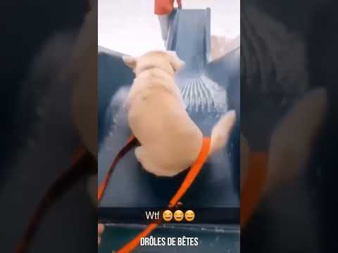 Des chats et des chiens qui transforment l'ordinaire en drôle 🤣
