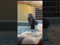 My First Day As a Zookeeper