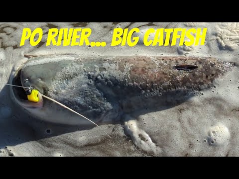 Fiume po - Spinning siluro dalla riva ( Catfishing River Po Italy )