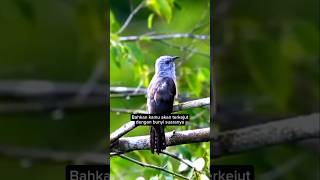 Download lagu Tampilan Dan Suara Burung Kedasih Dewasa #suaraburung mp3 Download lagu Tampilan Dan Suara Burung Kedasih Dewasa #suaraburung mp3