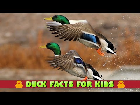 Interesting Facts about Ducks - Learn about Ducks for Kids #ducks #funfacts #kidsvideos #kiddizoo