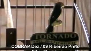Bicudo Tornado em torneio fibra.